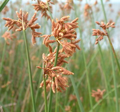 Schoenoplectus scirpoides