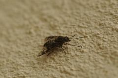 Athericidae