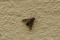 Athericidae