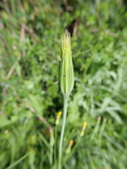 Tragopogon buphthalmoides