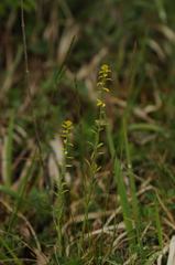 Pucciniaceae