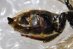 Osmia rufohirta