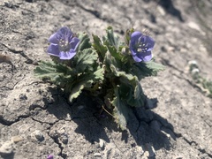 Phacelia viscida