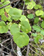 Vancouveria chrysantha