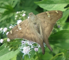 Ectomis octomaculata