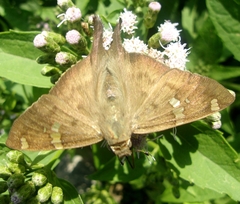 Ectomis octomaculata