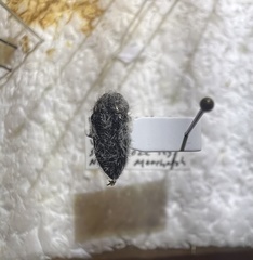 Acmaeodera curtilata