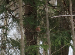Fringilla coelebs