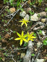 Gagea chlorantha
