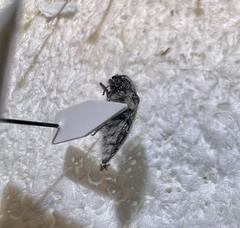 Acmaeodera curtilata