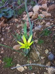 Gagea commutata