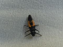 Harmonia axyridis