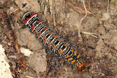 Hecatesia fenestrata