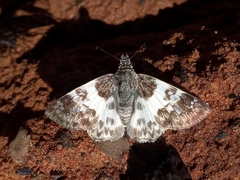 Polyctor polyctor