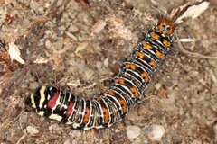 Hecatesia fenestrata