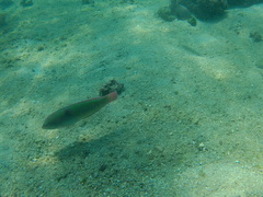 Halichoeres chierchiae