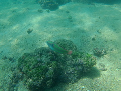 Halichoeres chierchiae