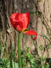 Tulipa hungarica rhodopea