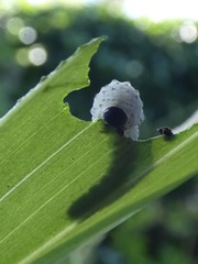 Phymatocera aterrima