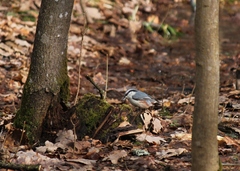 Sitta europaea