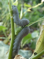 Phymatocera aterrima