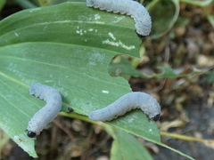 Phymatocera aterrima