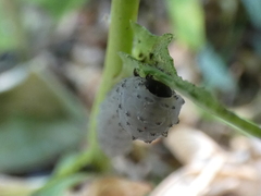 Phymatocera aterrima