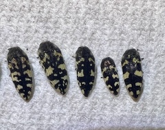 Acmaeodera tuta