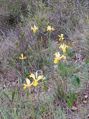 Iris xiphium lusitanica