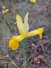 Iris xiphium lusitanica
