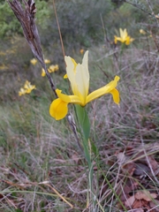 Iris xiphium lusitanica