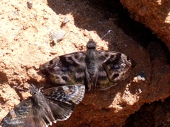Ebrietas