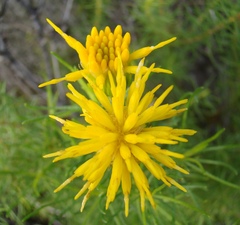 Pteronia aspera
