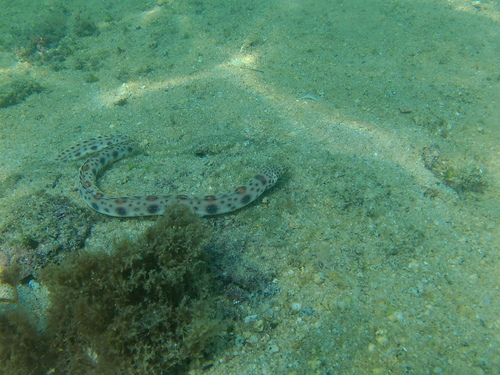 Redsaddled snake eel (Quassiremus nothochir) — Ophichthidae — 4