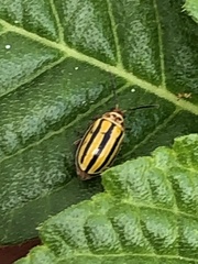 Disonycha spilotrachela