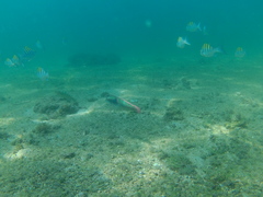 Halichoeres chierchiae