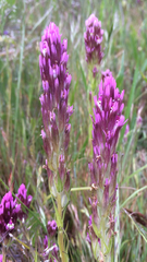 Castilleja densiflora densiflora