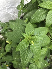 Disonycha spilotrachela