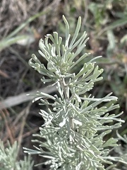 Artemisia tripartita