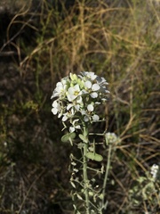 Dimorphocarpa wislizeni