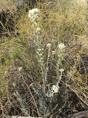 Dimorphocarpa wislizeni