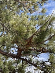 Arceuthobium vaginatum cryptopodum