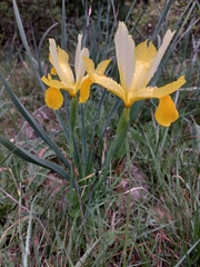 Iris xiphium lusitanica