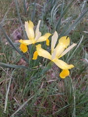 Iris xiphium lusitanica