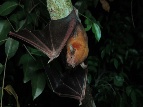 Greater Bulldog Bat