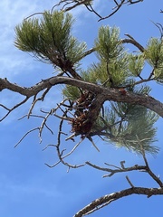 Arceuthobium vaginatum cryptopodum