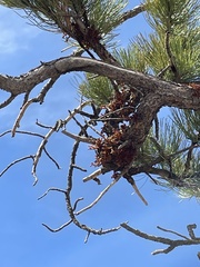 Arceuthobium vaginatum cryptopodum