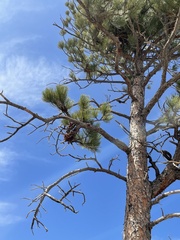 Arceuthobium vaginatum cryptopodum