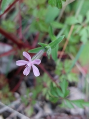 Silene fuscata