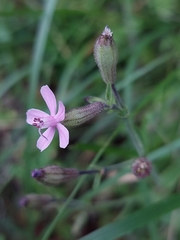Silene fuscata